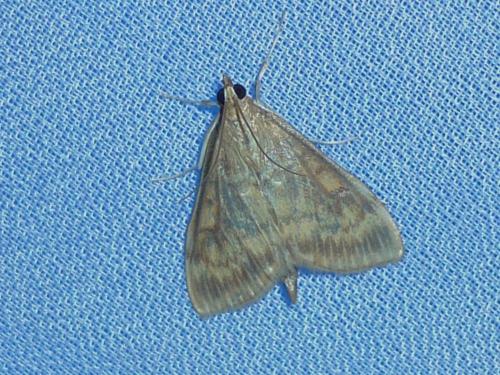 Réf. 244 317 : Ostrinia nubilalis
